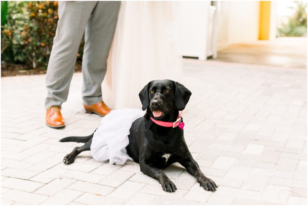 dog wearing a tutu in wedding